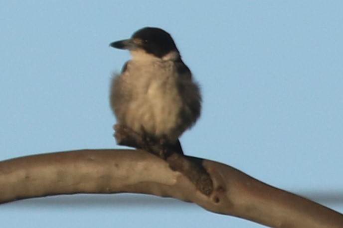 Gray Butcherbird - ML646783361