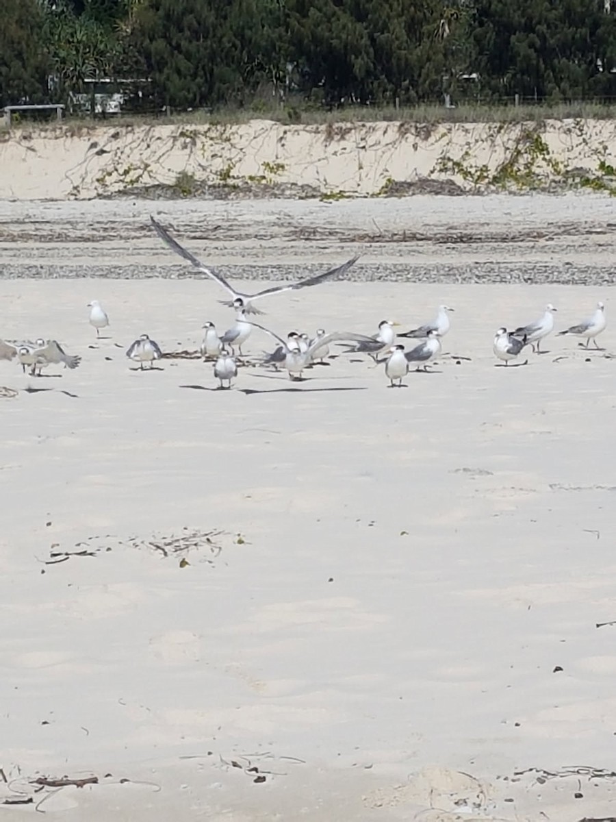 hinduterne - ML646783365