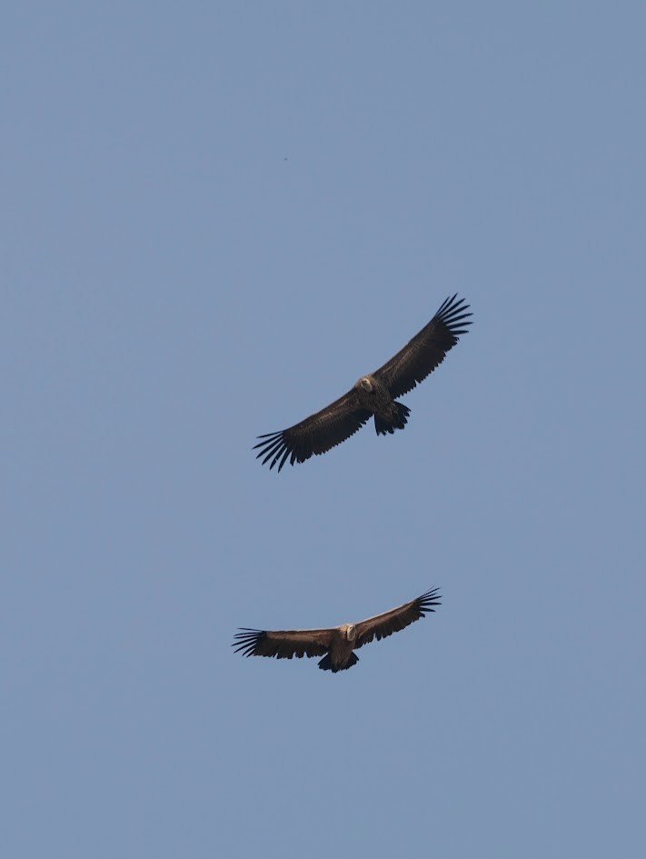 Himalayan Griffon - ML646783370