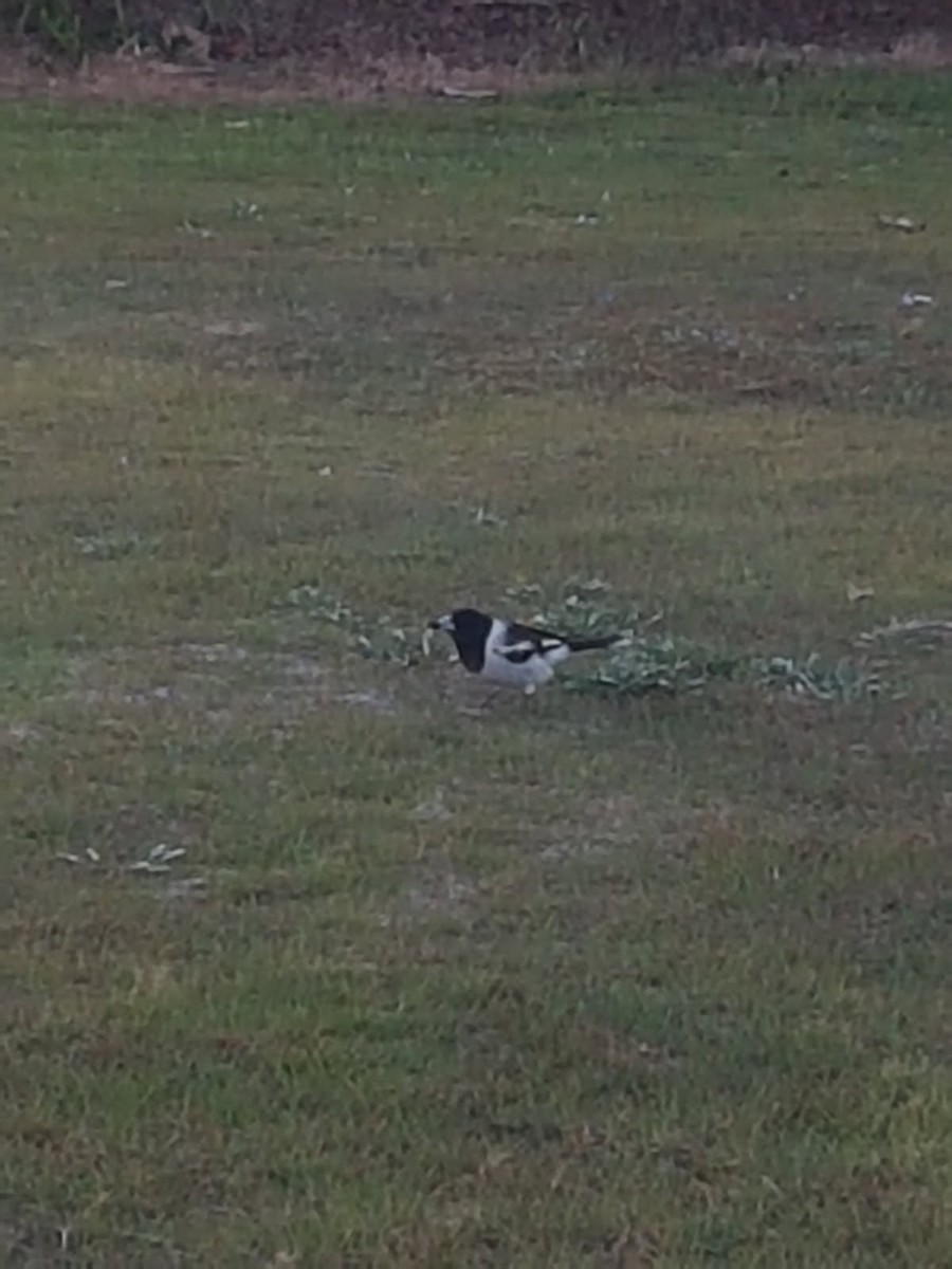 sangslakterfugl - ML646783371