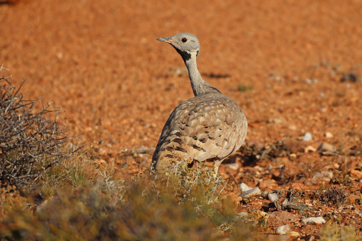 Karoo Bustard - ML646783373