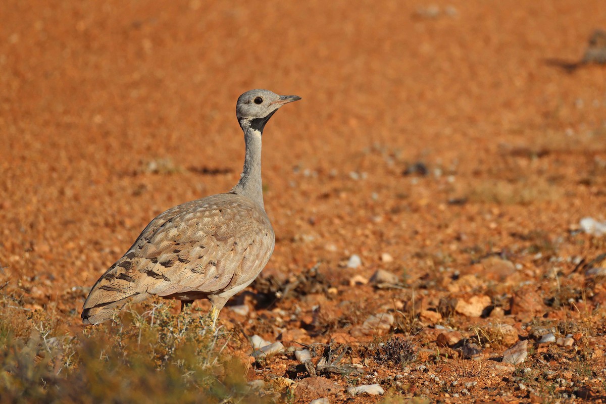 Karoo Bustard - ML646783374