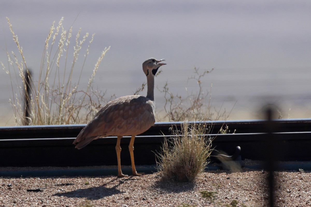 Karoo Bustard - ML646783375