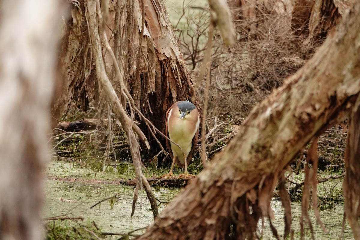 Nankeen Night Heron - ML646783377