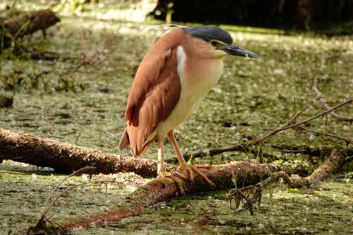 Nankeen Night Heron - ML646783378