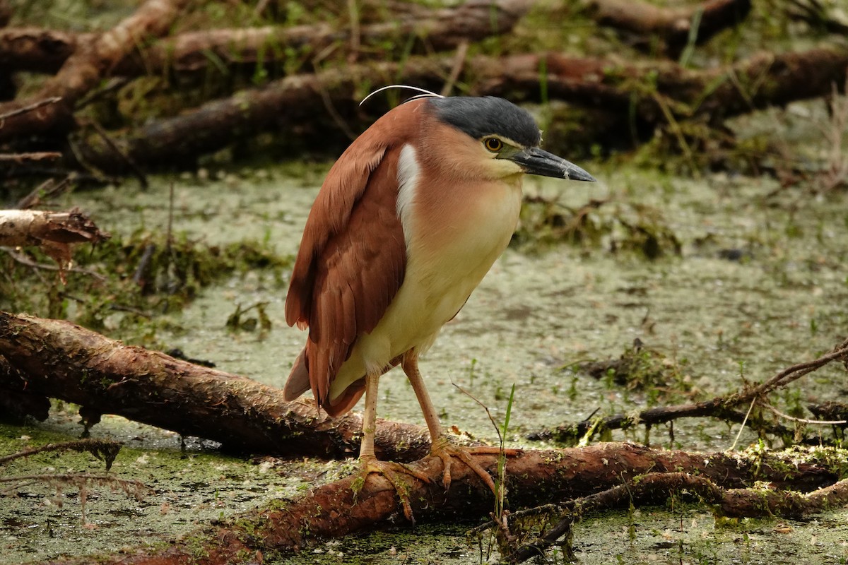 Nankeen Night Heron - ML646783379