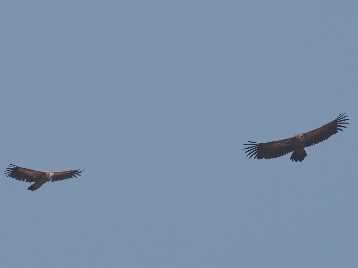 Himalayan Griffon - ML646783381