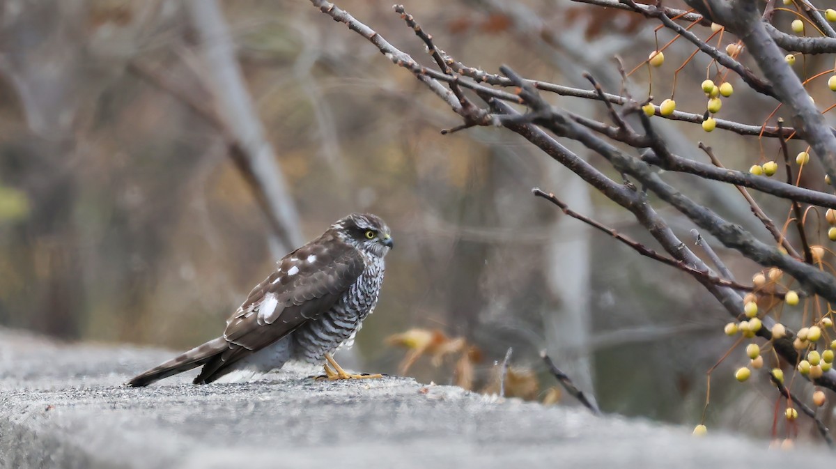 Eurasian Sparrowhawk - ML646783388