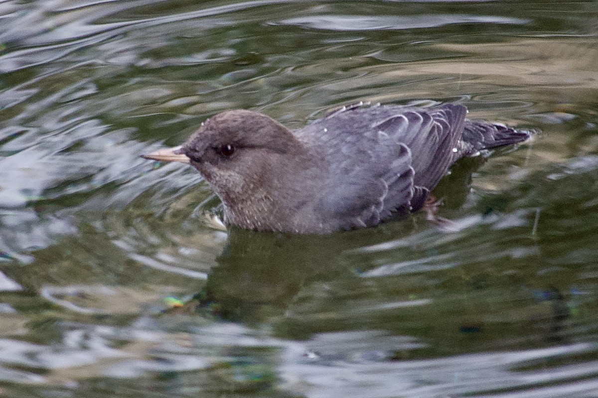 American Dipper - ML646783390