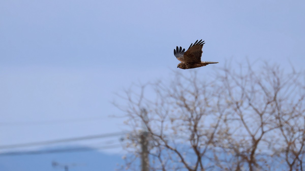 Eastern Marsh Harrier - ML646783392