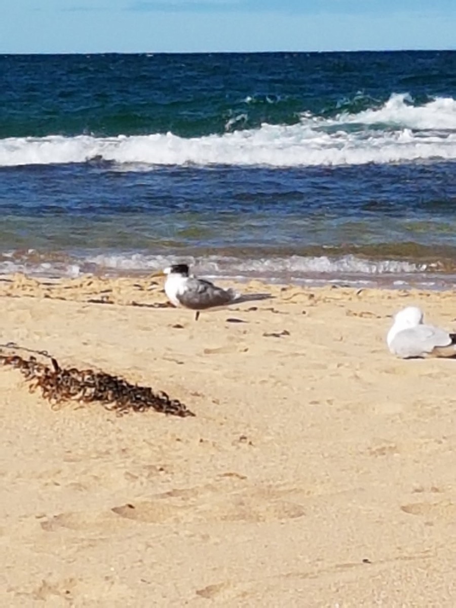 hinduterne - ML646783393