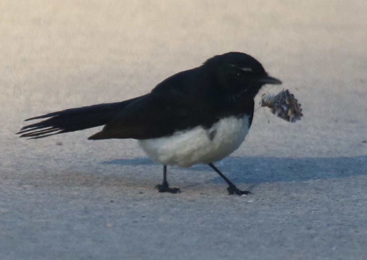 Willie-wagtail - ML646783396
