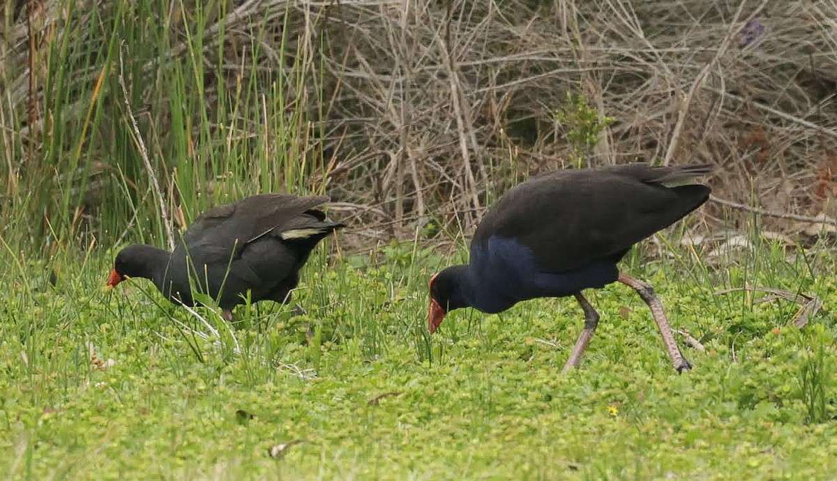 Australasian Swamphen - ML646783397