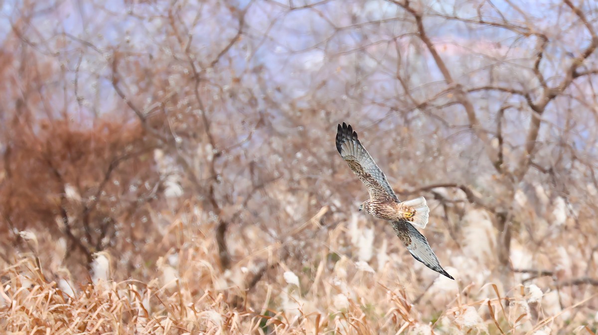 Eastern Marsh Harrier - ML646783398