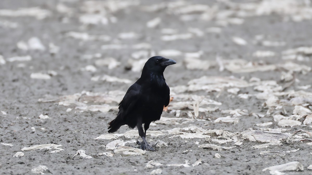 Carrion Crow - ML646783402