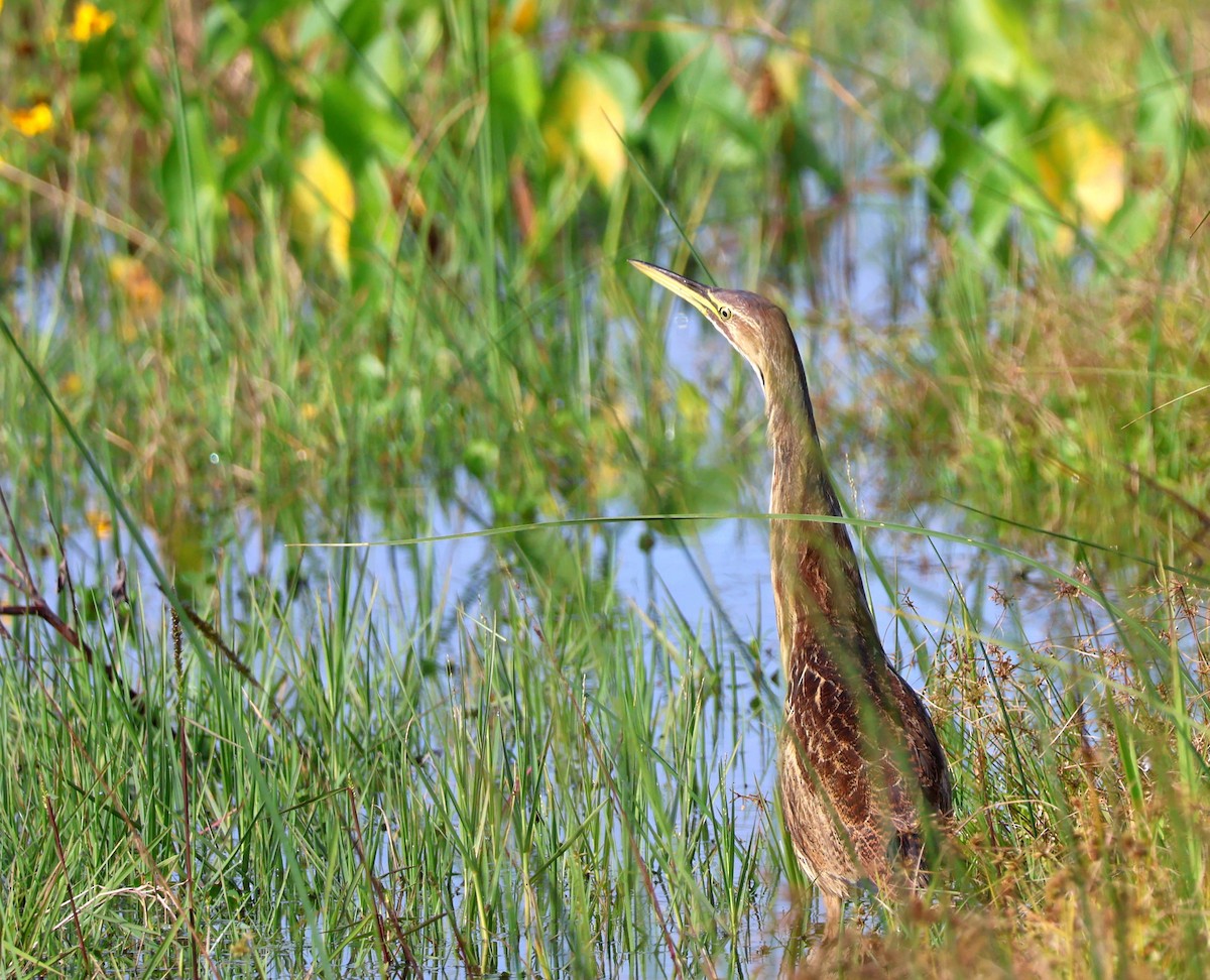 Бугай американський - ML646783404