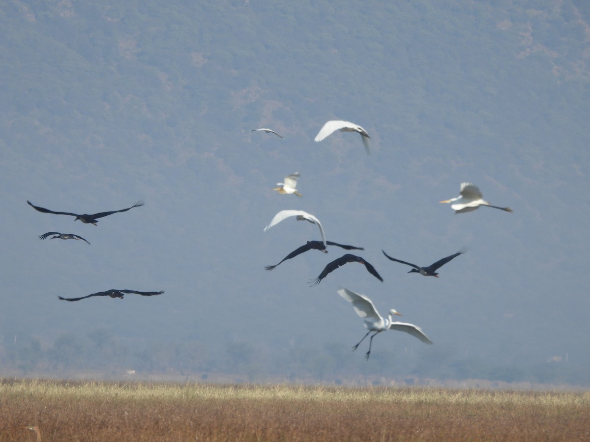 黑鸛 - ML646783405