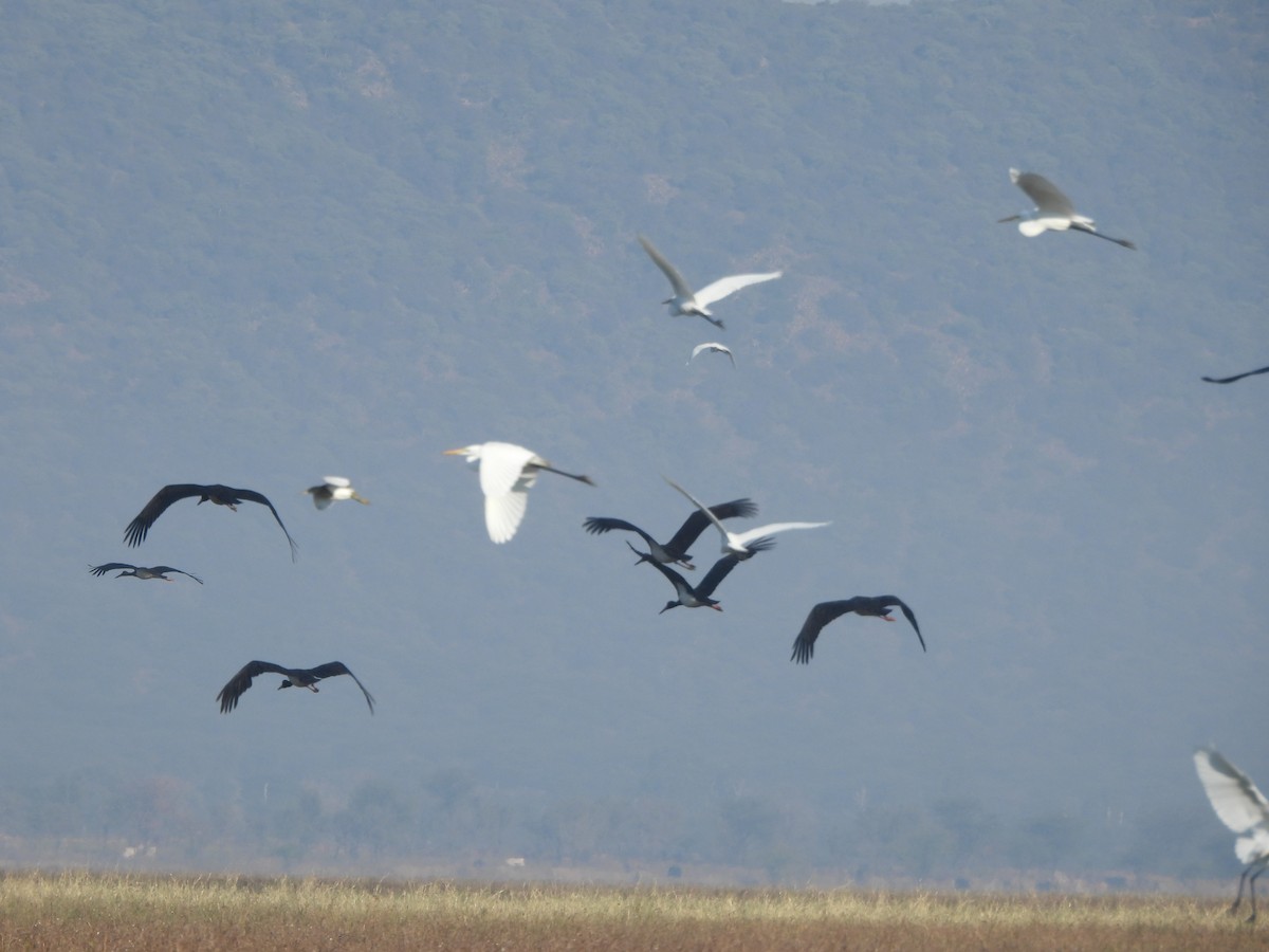 黑鸛 - ML646783406