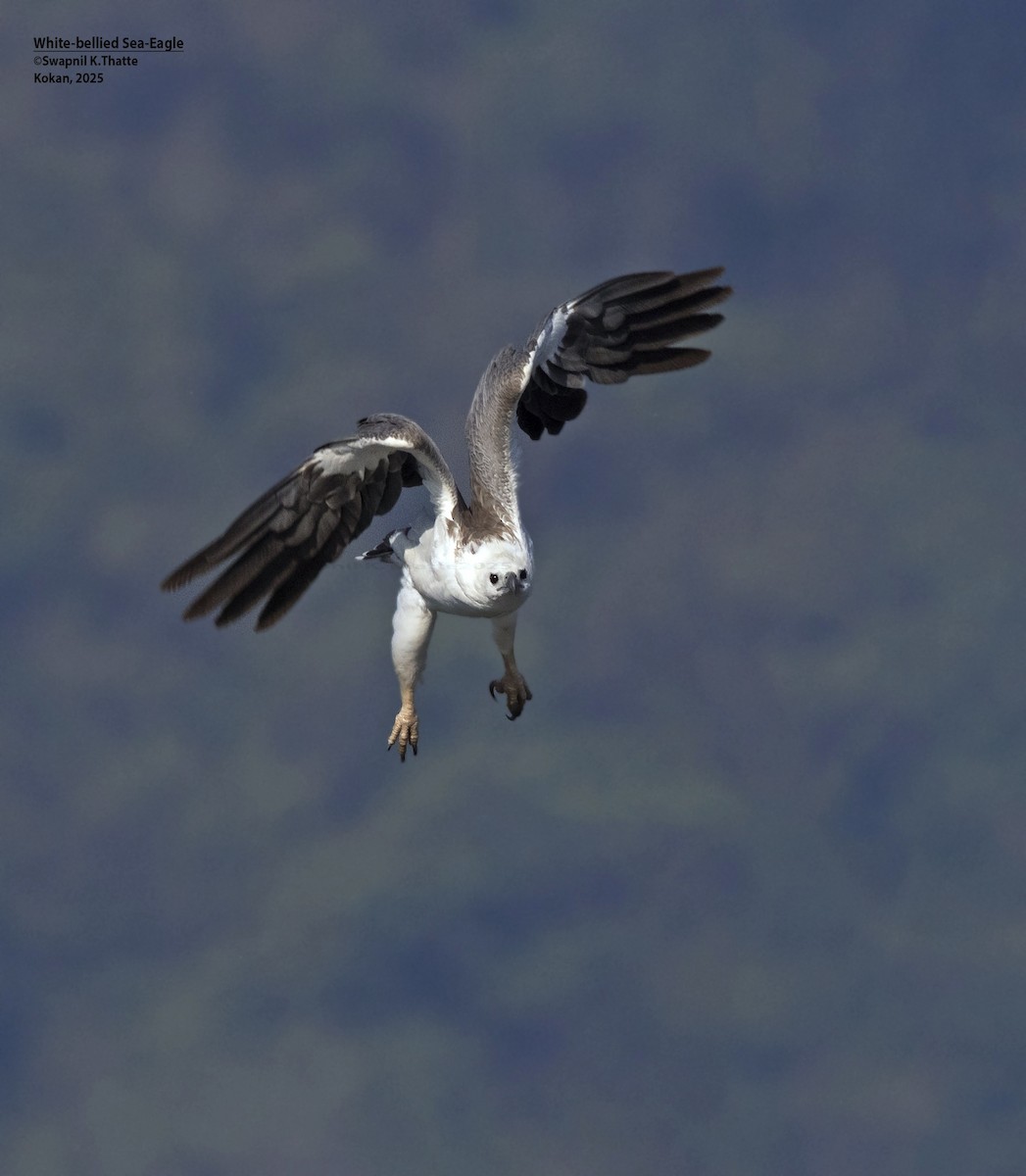 Weißbauch-Seeadler - ML646783407