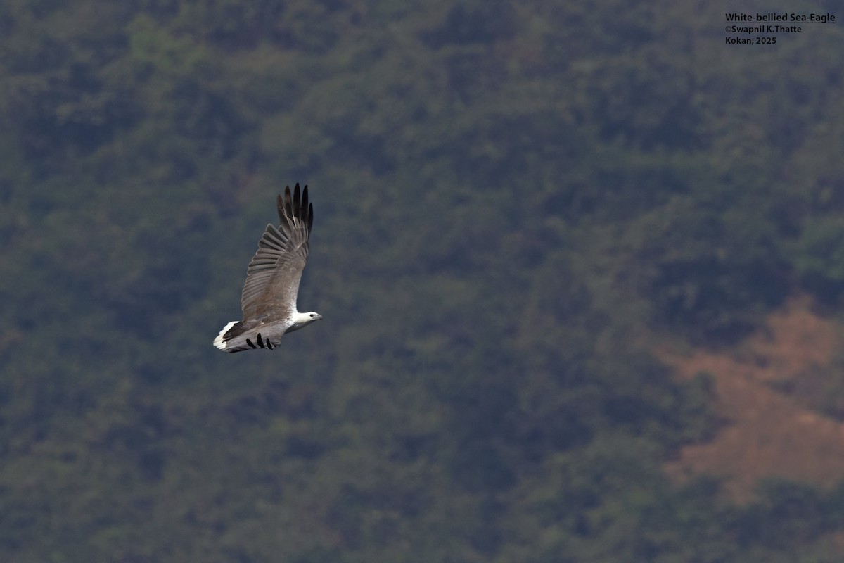 Weißbauch-Seeadler - ML646783408