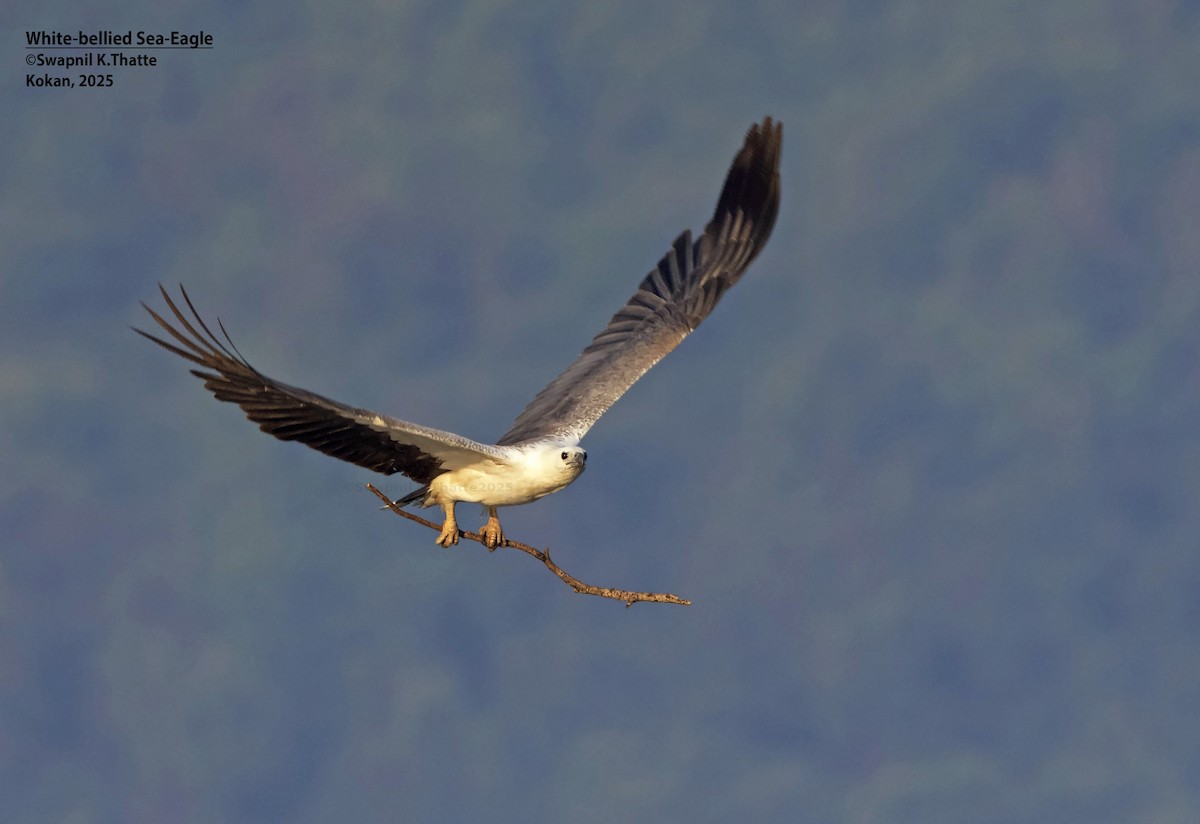 Weißbauch-Seeadler - ML646783409