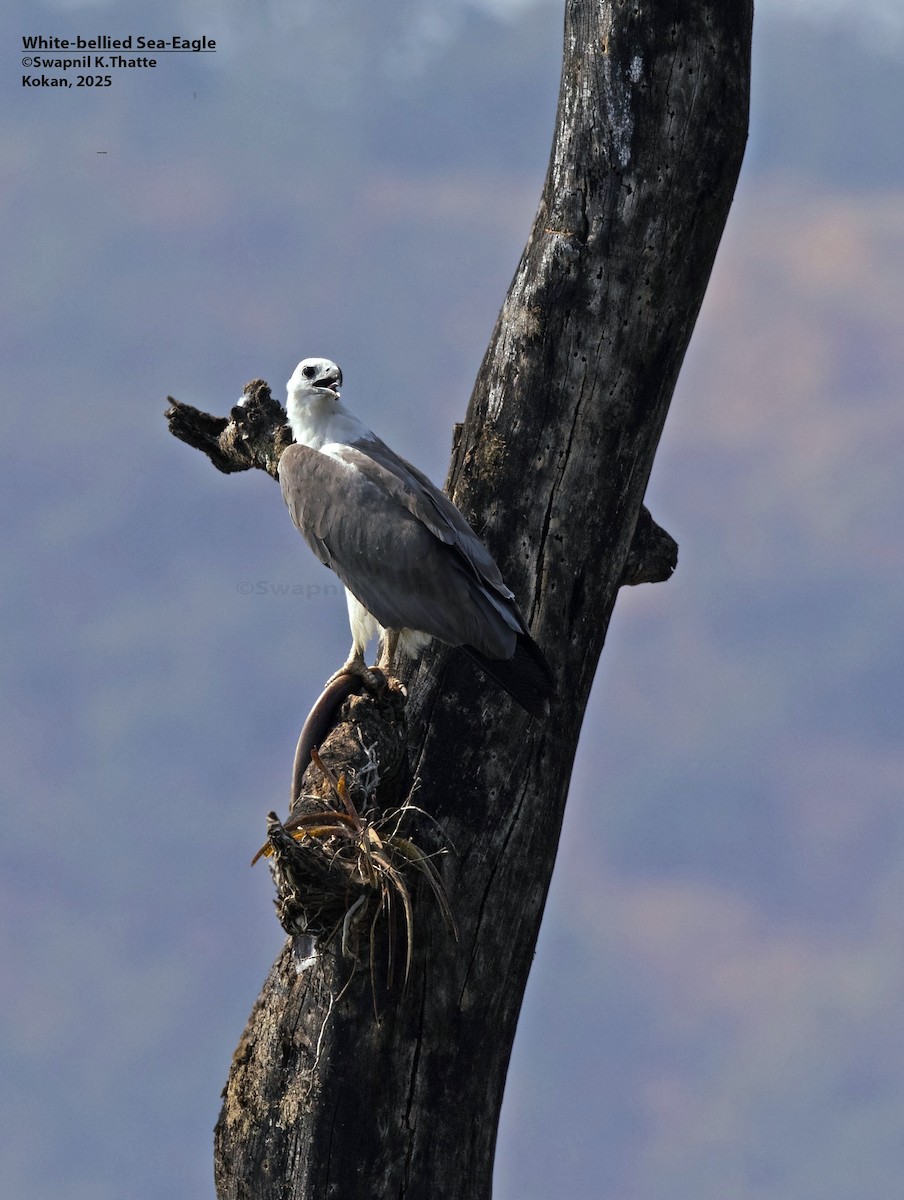 Weißbauch-Seeadler - ML646783410