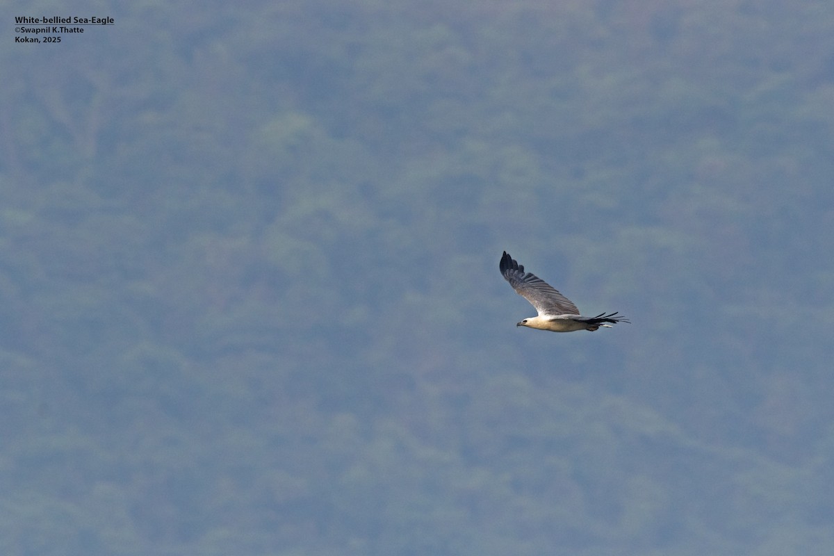 Weißbauch-Seeadler - ML646783411