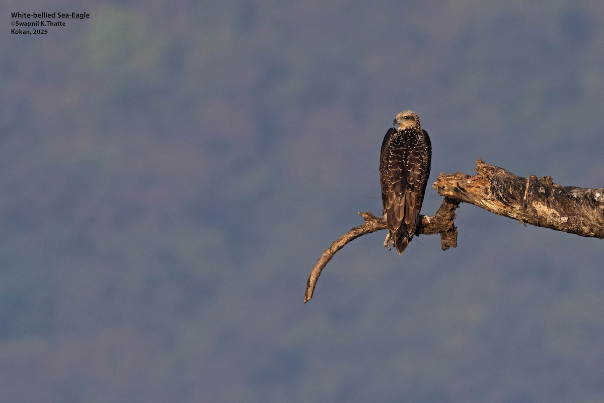 Weißbauch-Seeadler - ML646783412