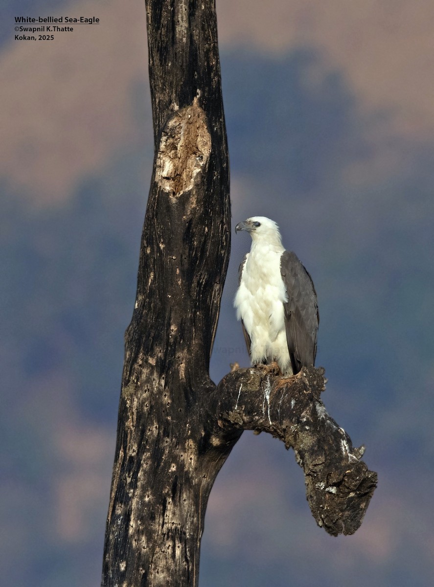 Weißbauch-Seeadler - ML646783413