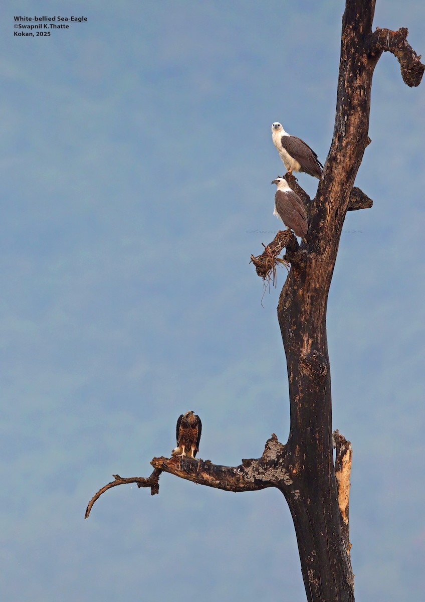 Weißbauch-Seeadler - ML646783414