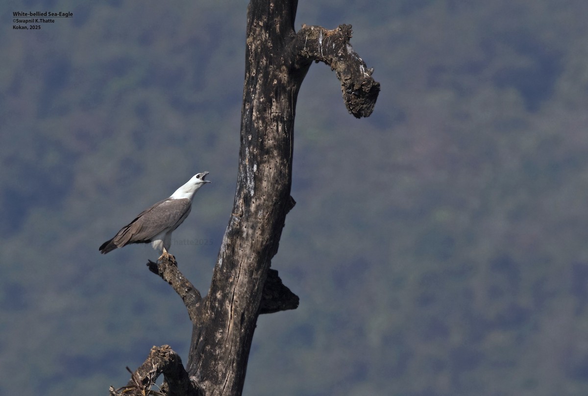 Weißbauch-Seeadler - ML646783415