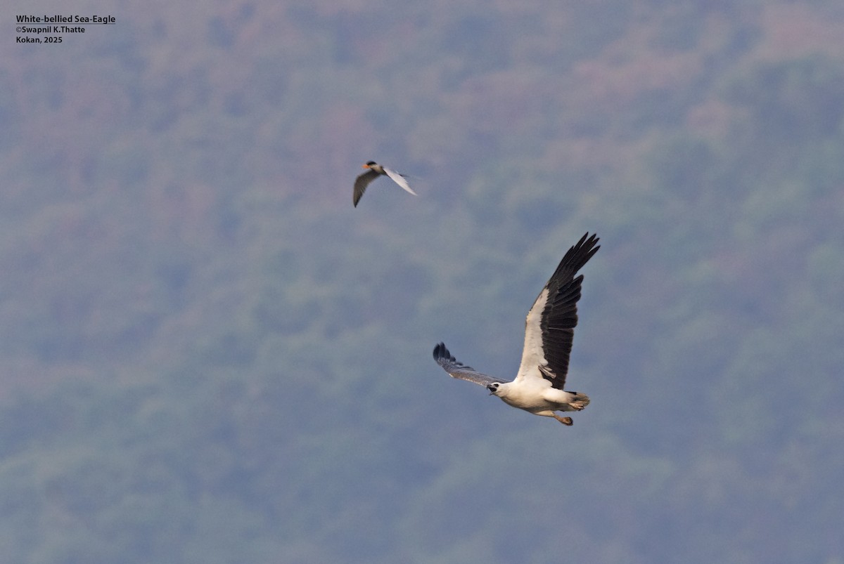 Weißbauch-Seeadler - ML646783416