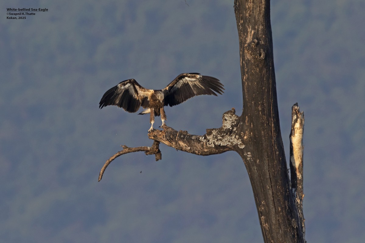 Weißbauch-Seeadler - ML646783417