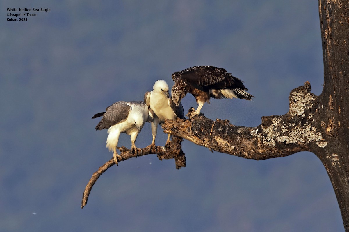 Weißbauch-Seeadler - ML646783418
