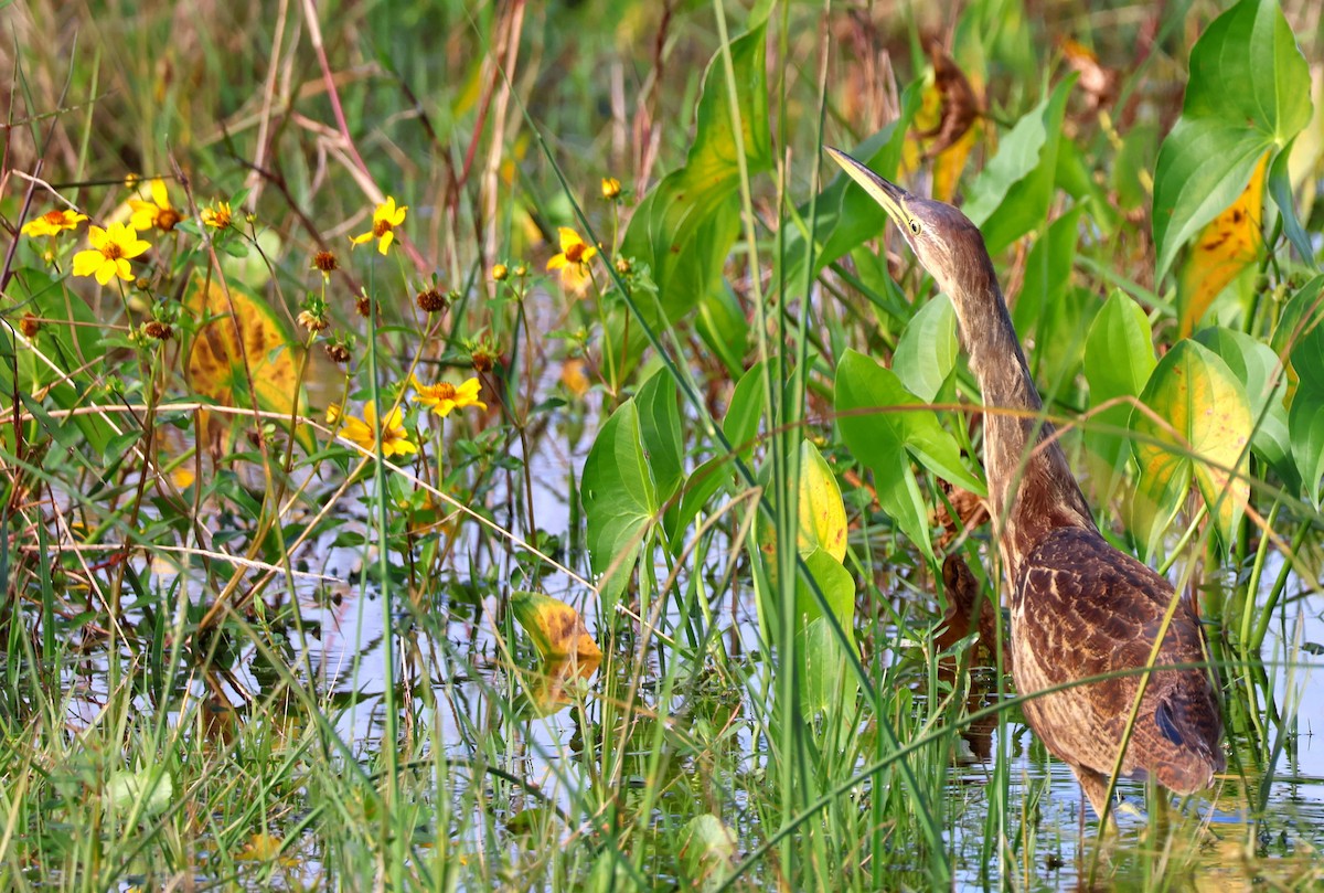 Бугай американський - ML646783419