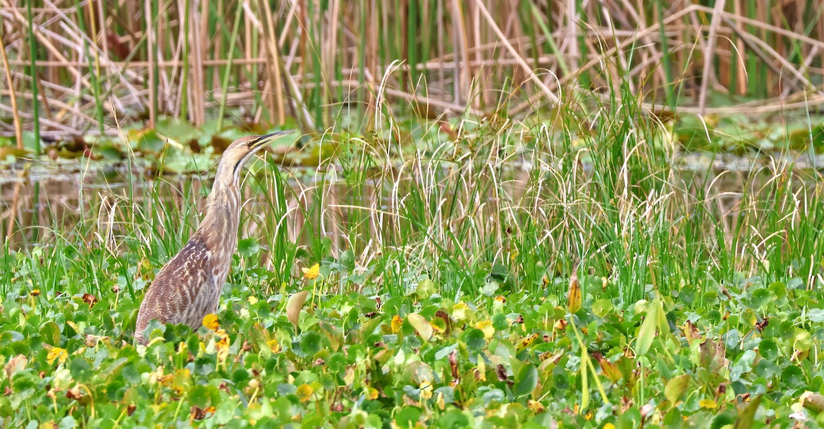 Бугай американський - ML646783421