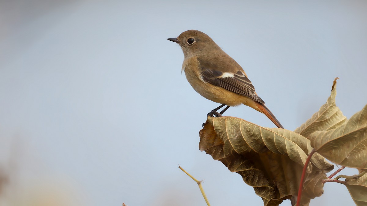 Daurian Redstart - ML646783422