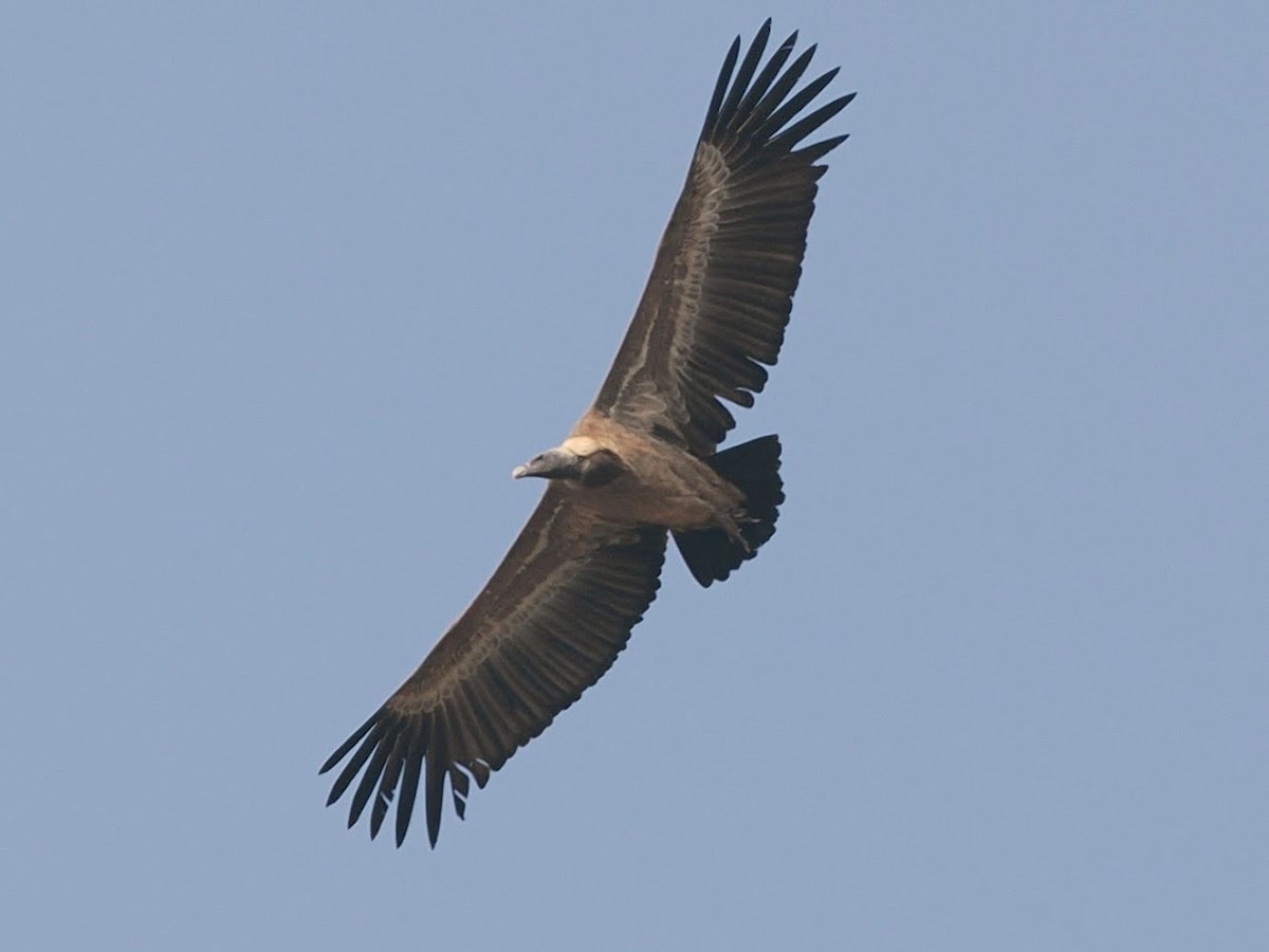 Indian Vulture - ML646783424