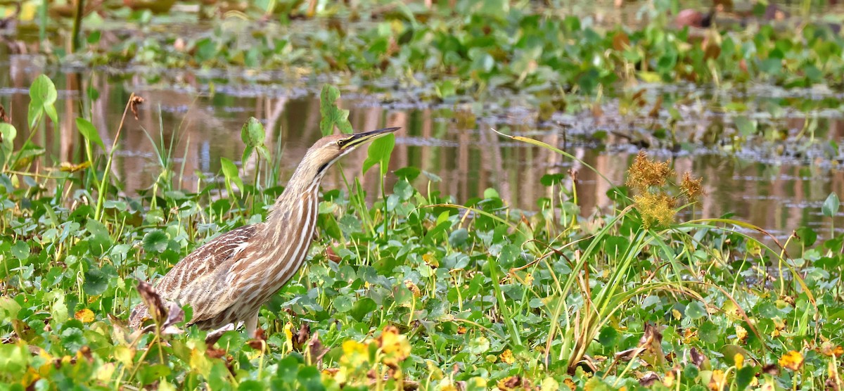 Бугай американський - ML646783425