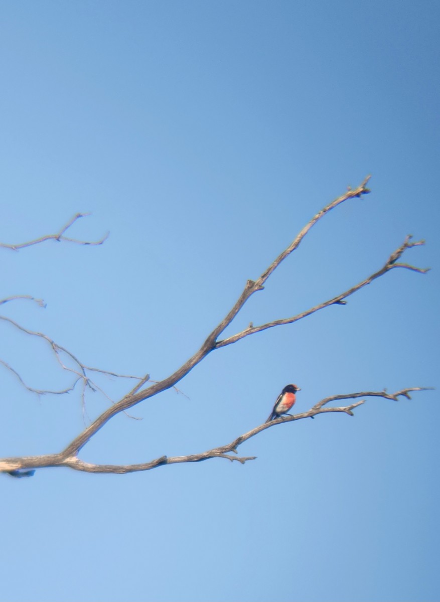 Red-capped Robin - ML646783427