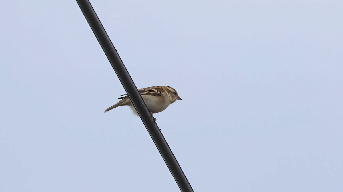 Russet Sparrow - ML646783428