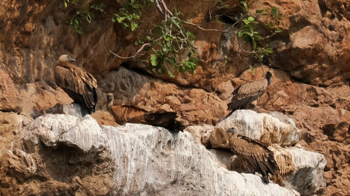 Indian Vulture - ML646783429