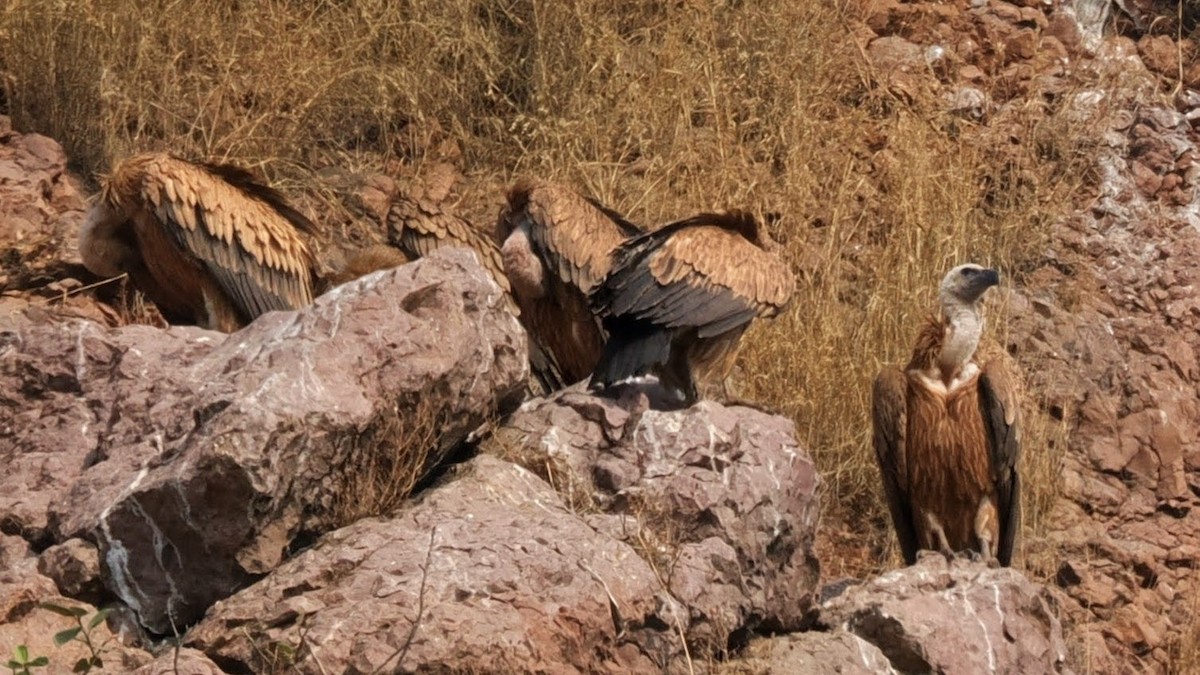 Indian Vulture - ML646783430