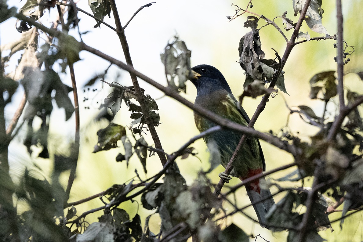 Great Barbet - ML646783432