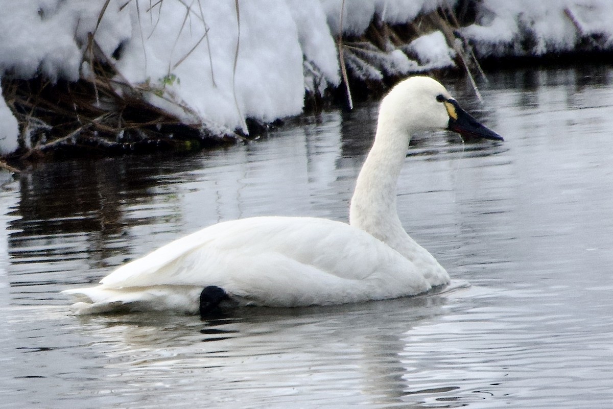 Гунгар хун - ML646783433