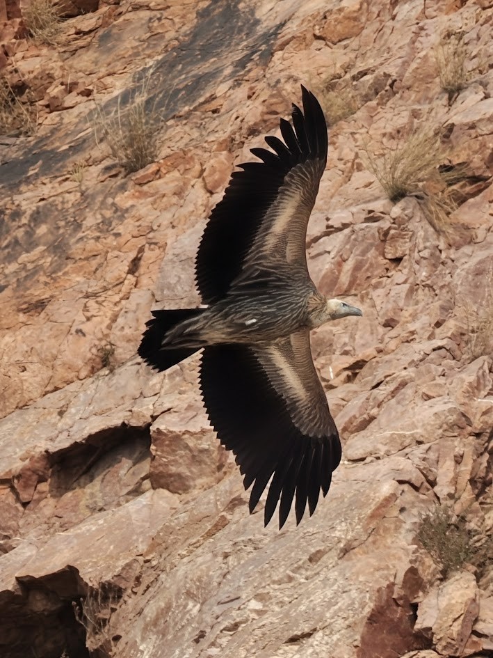 Himalayan Griffon - ML646783436