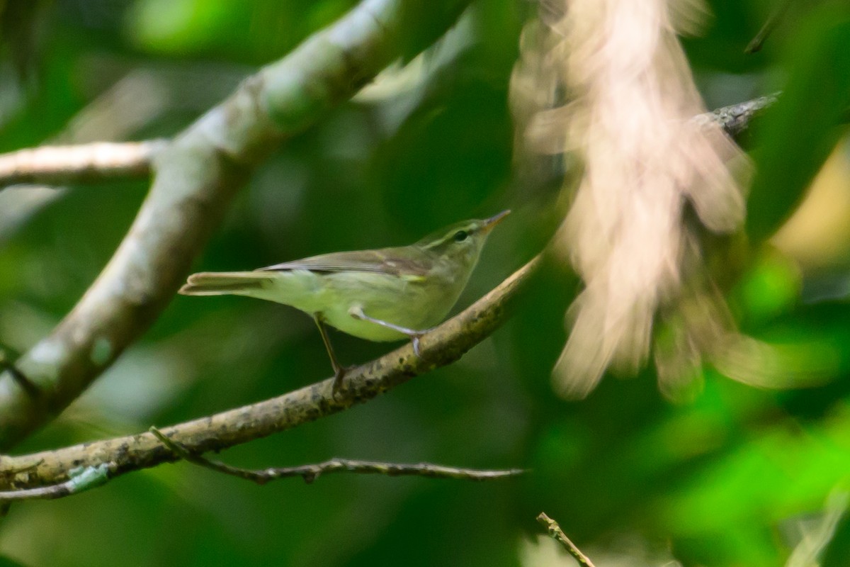 Greenish Warbler - ML646783439