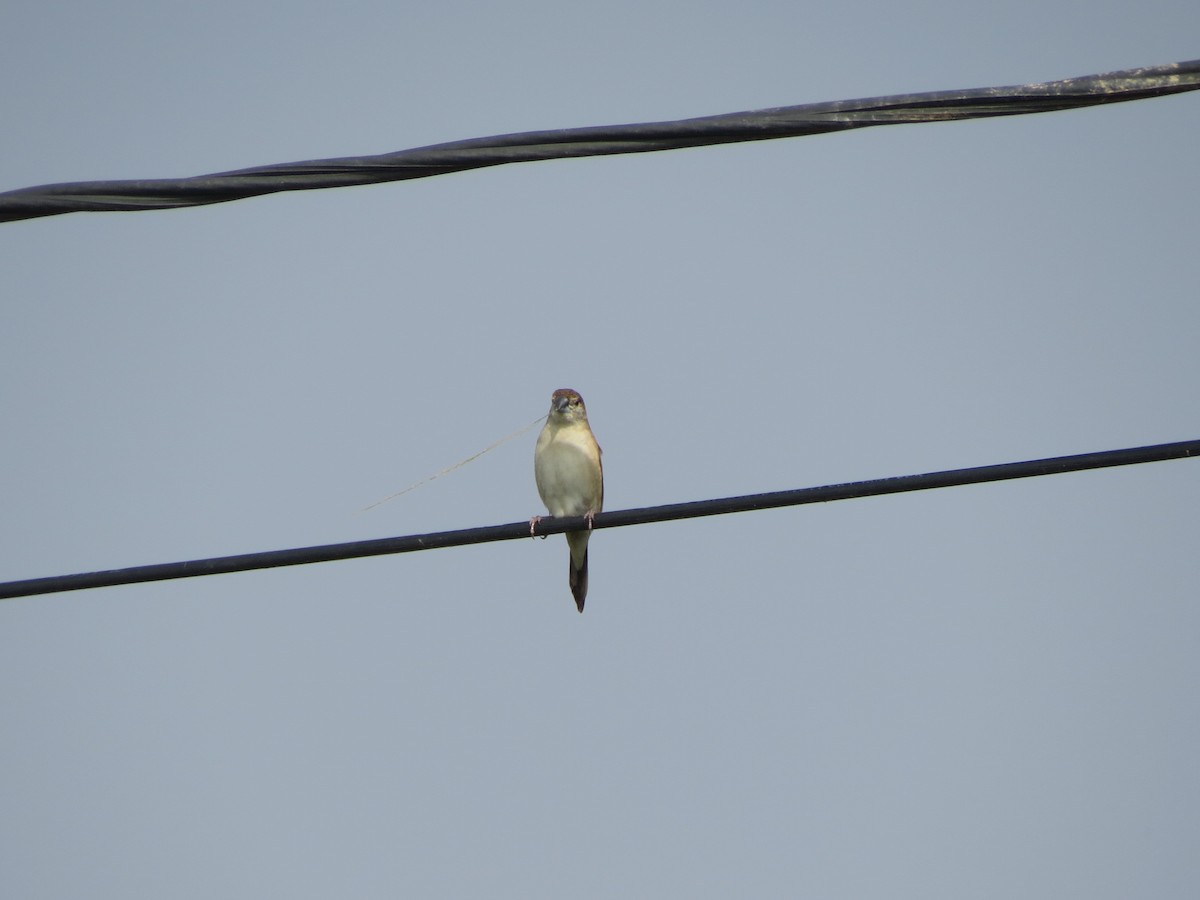 Indian Silverbill - ML646783441