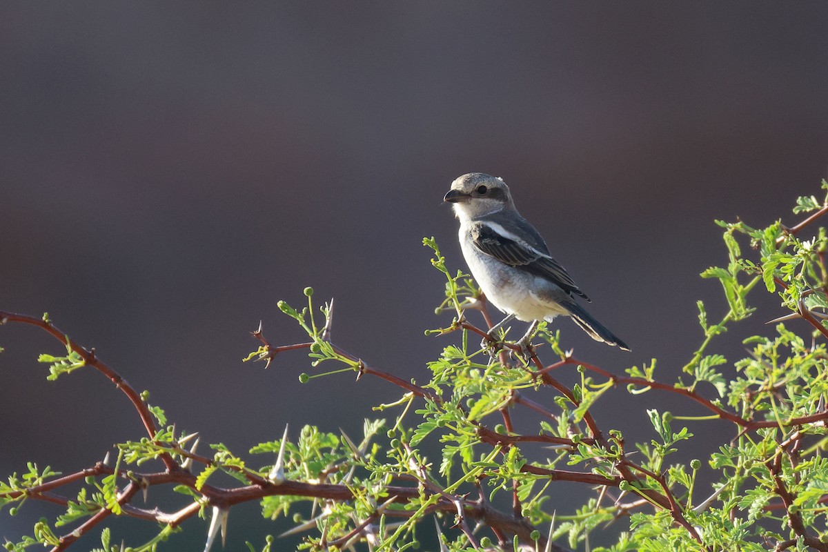 Fiskalwürger - ML646783442