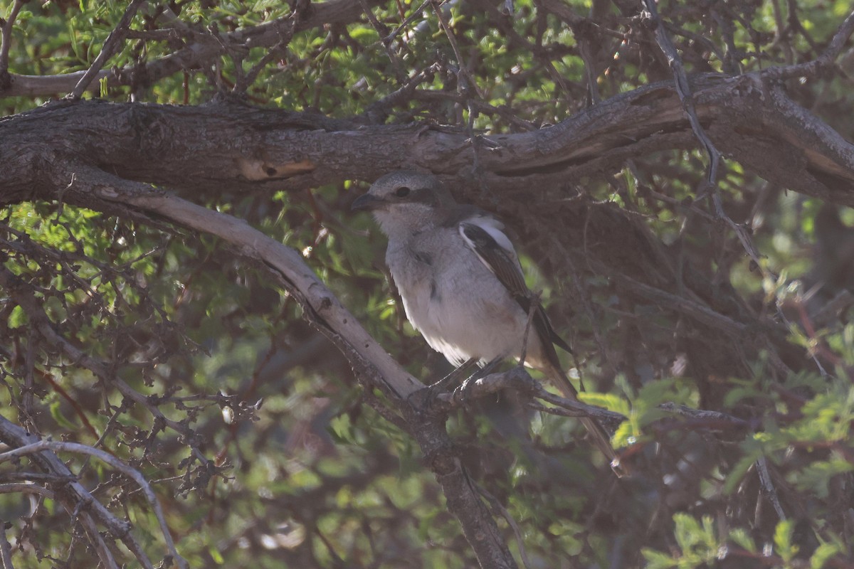 Fiskalwürger - ML646783443